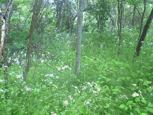 秋の気配と　祈り満ちた　日曜日。。｡.♡*† *・。･。+_a0053662_8511111.jpg