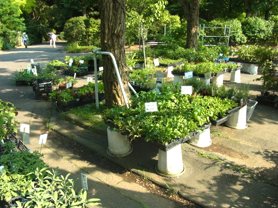 大船植物園に行ってきました。_a0274963_0283086.jpg