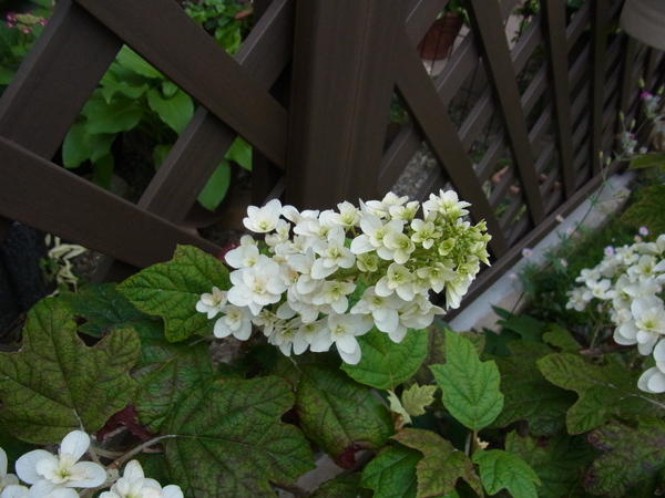 b0194267_21321277.jpg