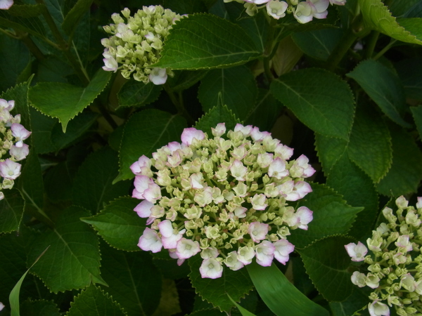 b0194267_214165.jpg