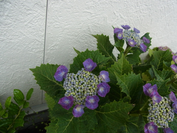 b0194267_21464467.jpg