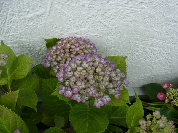 b0194267_21592876.jpg