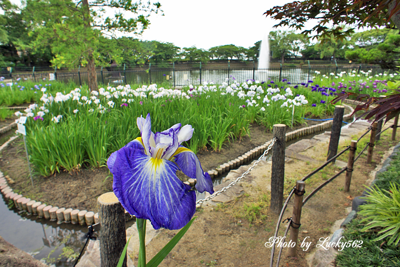 公園の花菖蒲_e0002371_123339.jpg