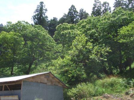 e0151471_10341679.jpg