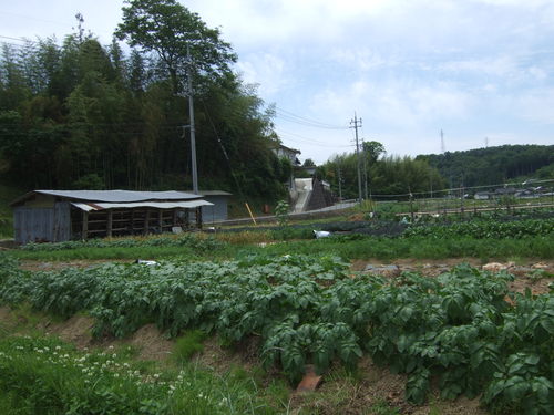 ６月の農園の風景から。。_e0151471_9363419.jpg