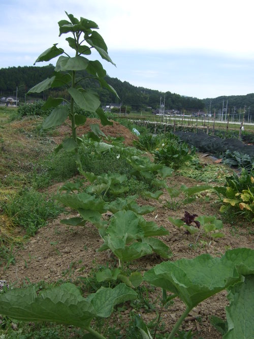 ６月の農園の風景から。。_e0151471_9425661.jpg