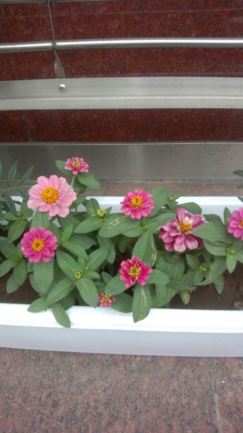 お花~♪_c0231772_17242980.jpg