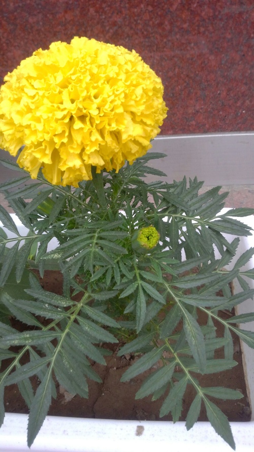 お花~♪_c0231772_1728465.jpg