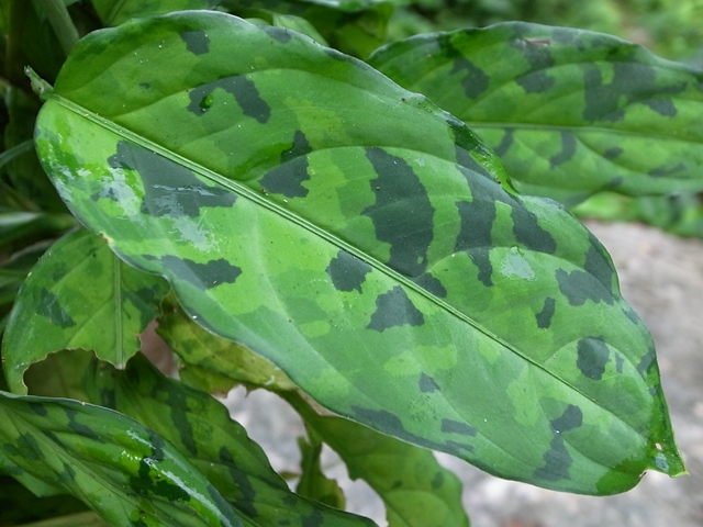 Aglaonema pictum\"緑三色スネークスキン\"  from Padang【AZ0512-3】_a0067578_16592112.jpg