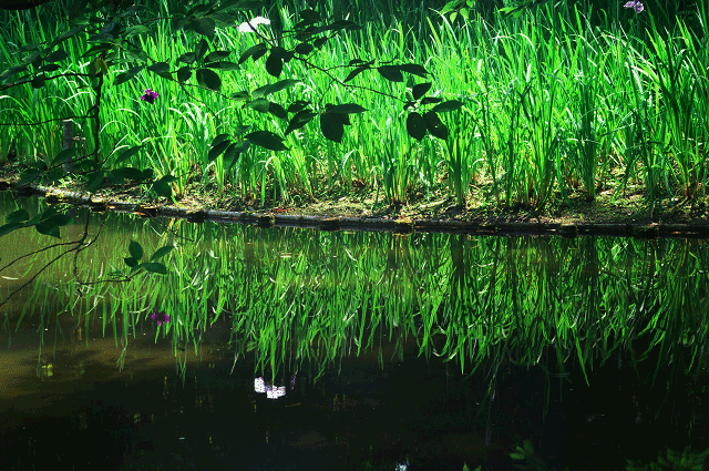 a0275782_10161077.gif