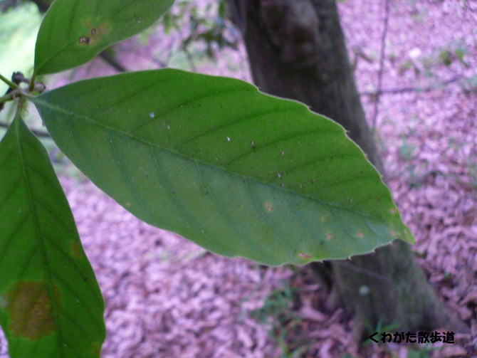 クイズ！この~木なんだ？？　（昆虫採集・中級問題）_f0183484_9571886.jpg