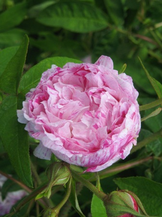 2012年薔薇色庭園モティスフォント 1_f0141785_17565541.jpg