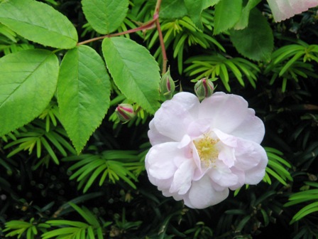 2012年薔薇色庭園モティスフォント 1_f0141785_1812312.jpg