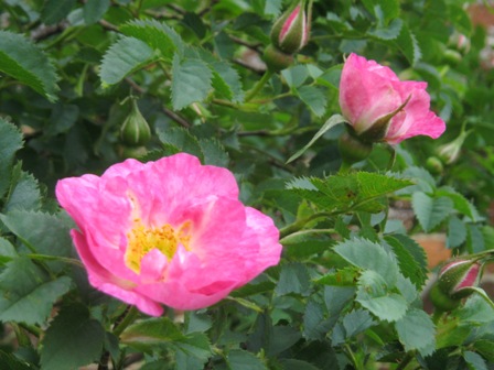 2012年薔薇色庭園モティスフォント 1_f0141785_182366.jpg