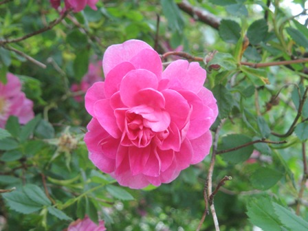 2012年薔薇色庭園モティスフォント 1_f0141785_1825039.jpg