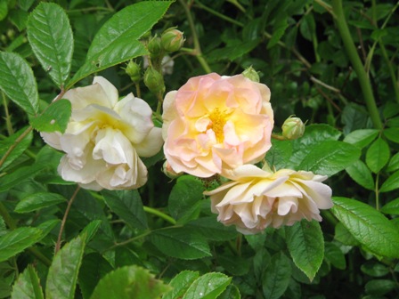 2012年薔薇色庭園モティスフォント 1_f0141785_1835334.jpg