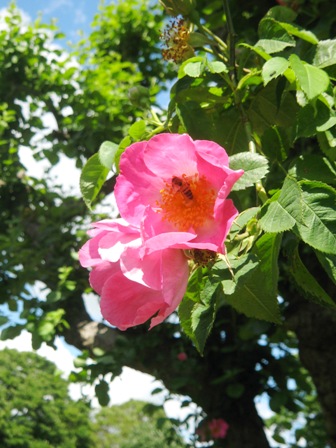 2012年薔薇色庭園モティスフォント 1_f0141785_18415557.jpg