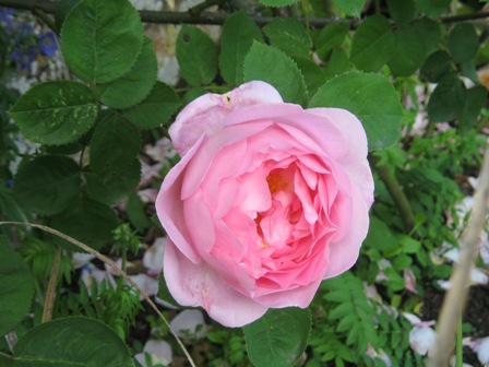 2012年薔薇色庭園モティスフォント 1_f0141785_1862018.jpg