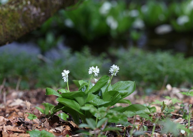 天生湿原の花たち_f0000789_14204887.jpg