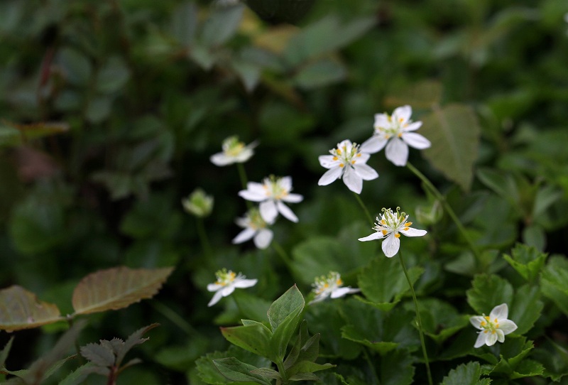 天生湿原の花たち_f0000789_1423101.jpg