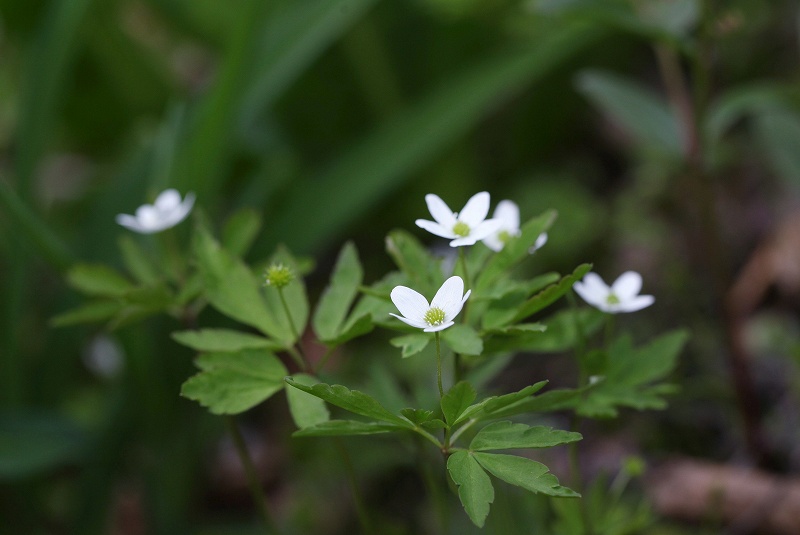 天生湿原の花たち_f0000789_14243489.jpg