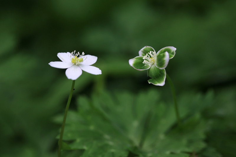 天生湿原の花たち_f0000789_14253094.jpg