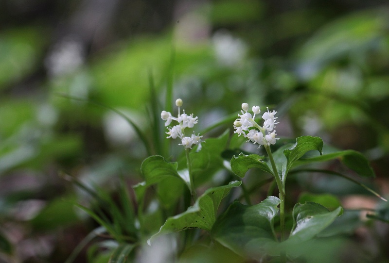 天生湿原の花たち_f0000789_14272067.jpg