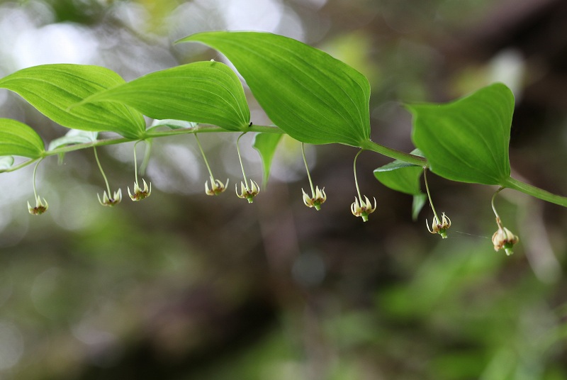 天生湿原の花たち_f0000789_14274981.jpg