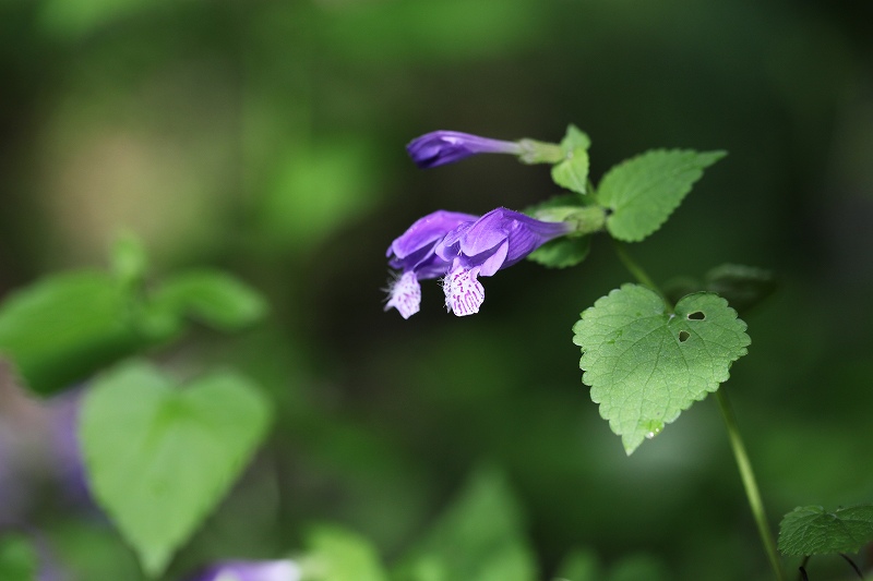 天生湿原の花たち_f0000789_1429371.jpg