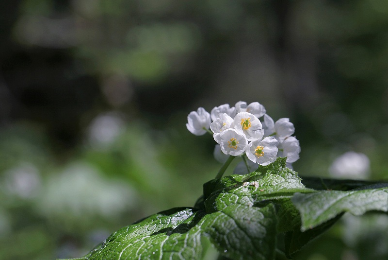 f0000789_82526.jpg