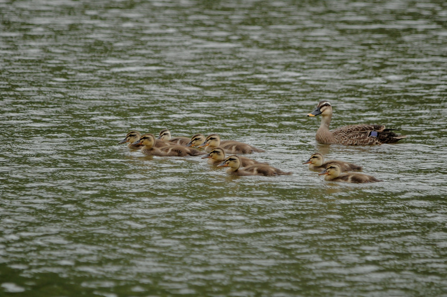 今日の鳥見　何故か休みは雨・・・。_a0143491_2048543.jpg