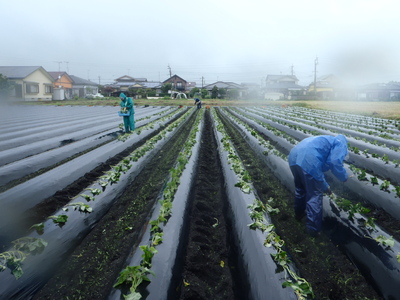 甘藷植え付けも最終です。_d0026396_21143569.jpg