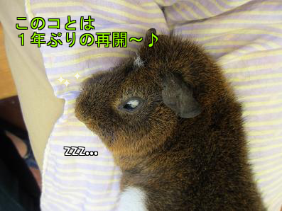 a0115597_073895.png