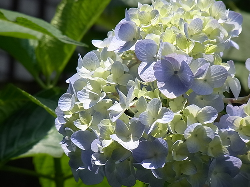 紫陽花のレッスン♪_b0105897_23412758.jpg