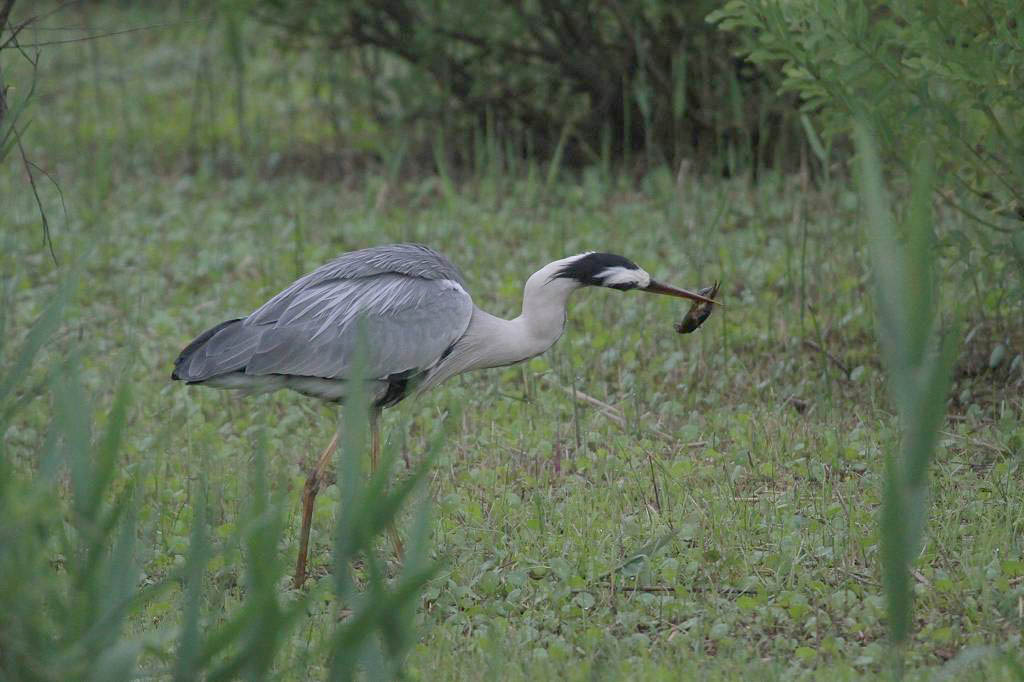 大きなザリガニに食いつかれたアオサギ／竹藪に不気味な影_b0024798_9515255.jpg