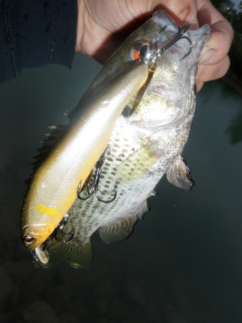 オチアユミノー125FRのパワーアップチューニング : Nishine Lure オチアユミノー125FRのパワーアップチューニング : Nishine Lure