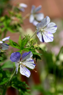 バラの開花　　2012・6・13（水）_f0041606_20275257.jpg