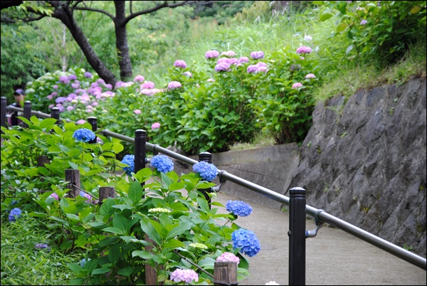 あじさい　～　多摩川台公園_c0051107_10311360.jpg