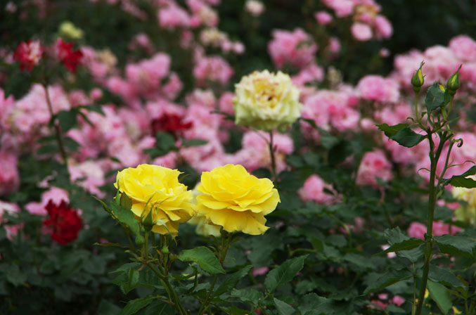 伊奈町町制施行記念公園の薔薇1_a0263109_13491967.jpg