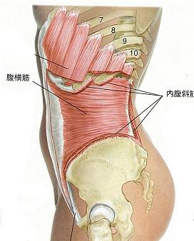 インナーユニット・腹横筋_c0180209_9595243.jpg