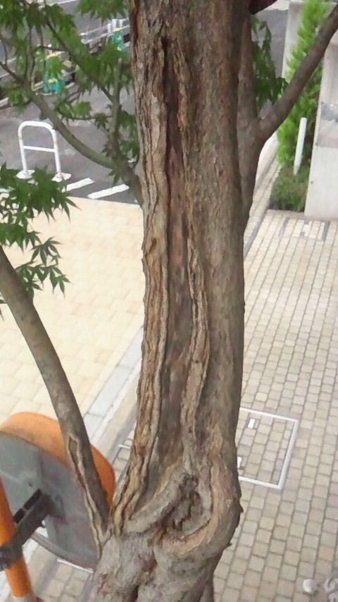 イロハモミジ剪定 植木屋の独り言 イロハモミジ剪定 植木屋の独り言