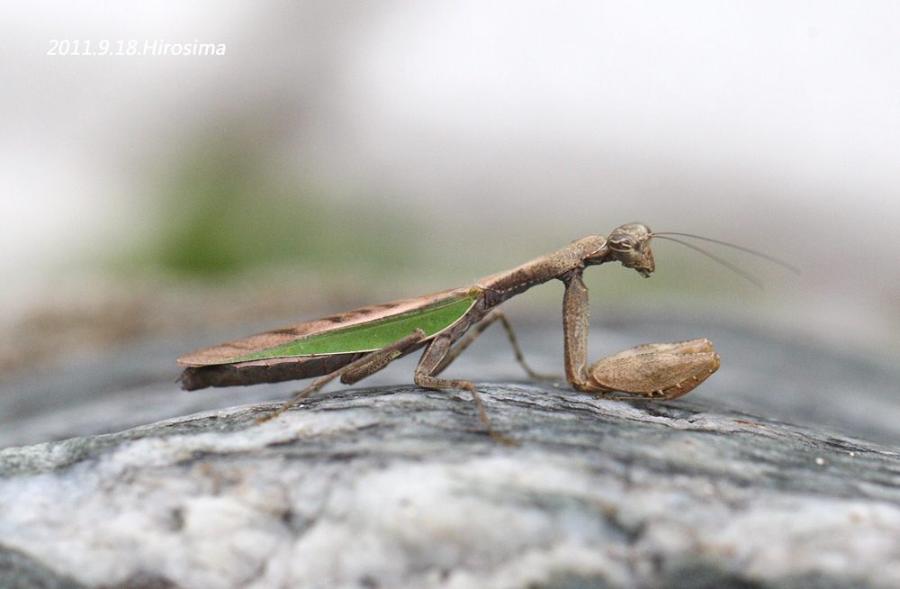 ヒメカマキリなど_f0181821_1116824.jpg