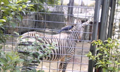 上野動物園 vs. 横浜ズーラシア_b0168322_22304778.jpg