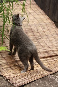 ススキを食べるロッタちゃん 麻生圭子 水辺の家で猫と暮らしています