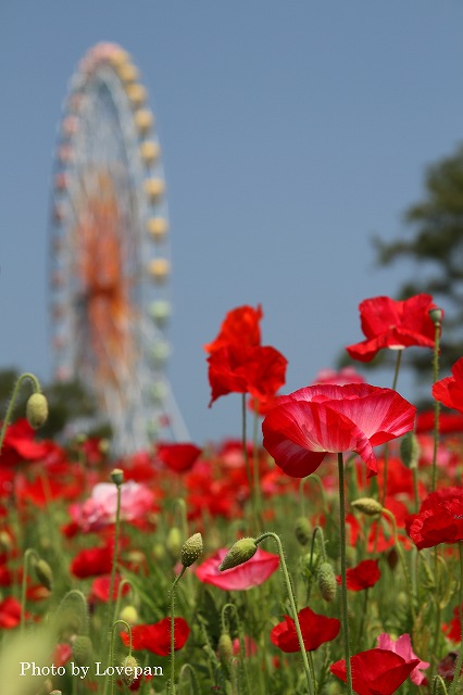 ポピー_c0136926_109744.jpg