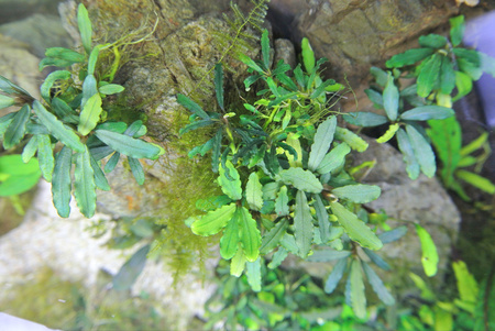 Bucephalandra sp.Sintang kayulapis type2 : LIFE+aq→