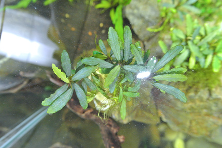 Bucephalandra Kayu Lapis | Shop Live Aquarium Plants - Buce