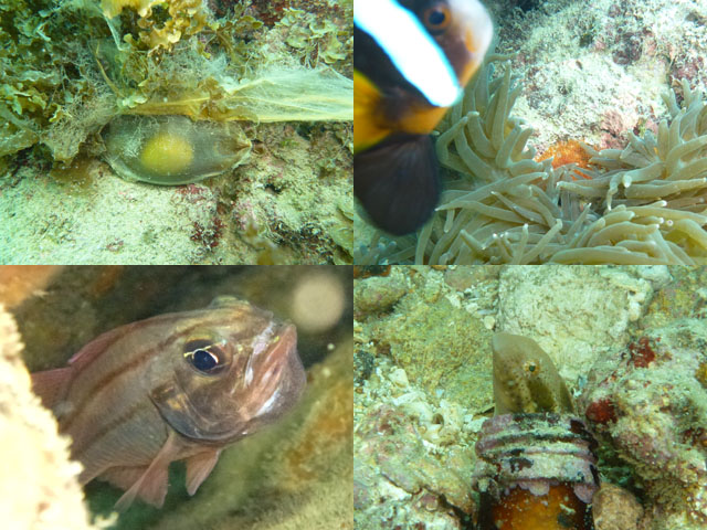 2012年6月13日(水・晴れ)甲浦_d0164831_14565673.jpg