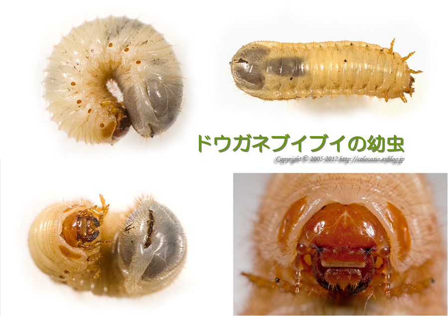 ドウガネブイブイの幼虫 Colocasia S Photo World
