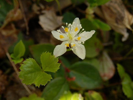 f0003138_1056771.jpg